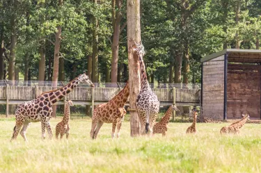 Woburn Safari Park