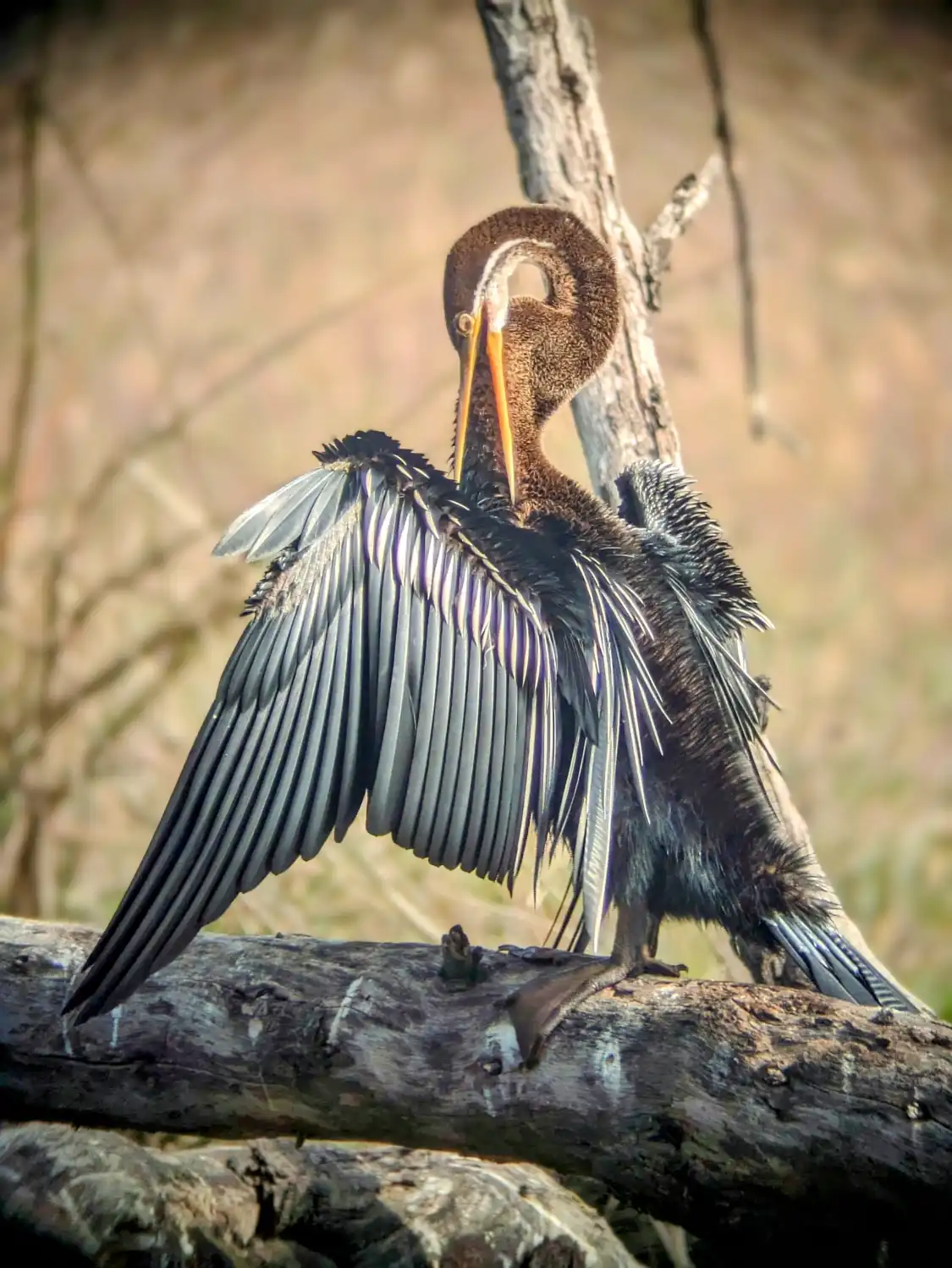 Hotels near Keoladeo National Park