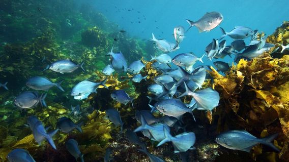 New Zealand Diving