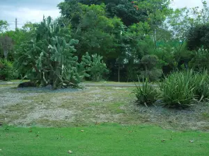 Caguas Botanical Garden "William Miranda Marin"