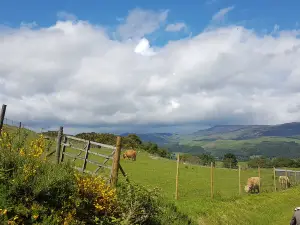 Auchingarrich Wildlife Park