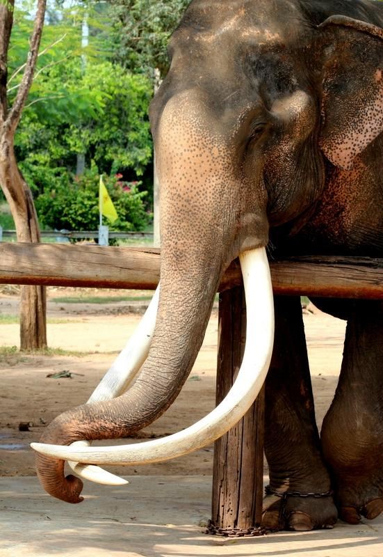 Taweechai Elephant Camp