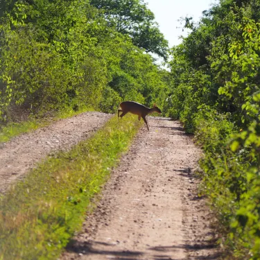 Kaa-Iya National Park