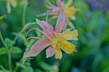 Living Memorial Gardens