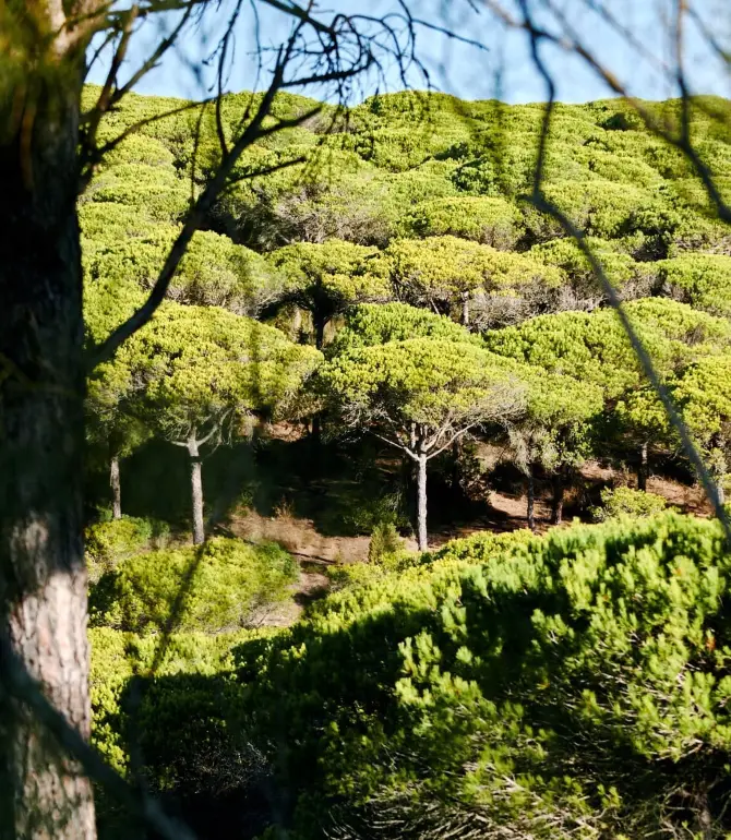 Vejer de la Frontera
