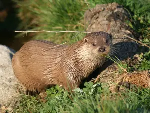 Naturpark Hochmoor UnterWasserReich Schrems