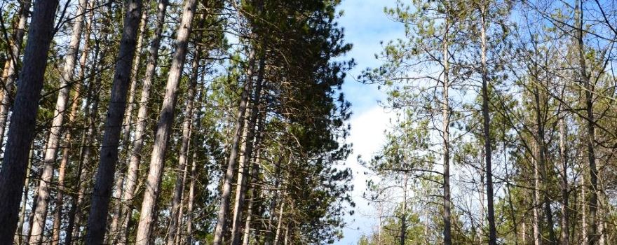 Springwater Provincial Park