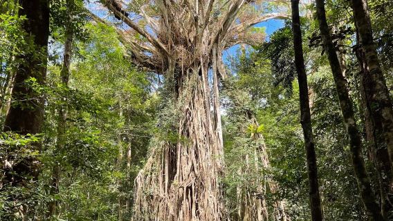Cathedral Fig Tree