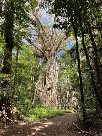 Cathedral Fig Tree