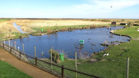 The Blakeney Conservation Duck Pond