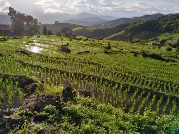 Hotels near Pa Pong Pieng