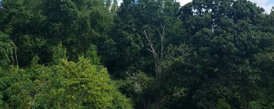 Clayton Community Park