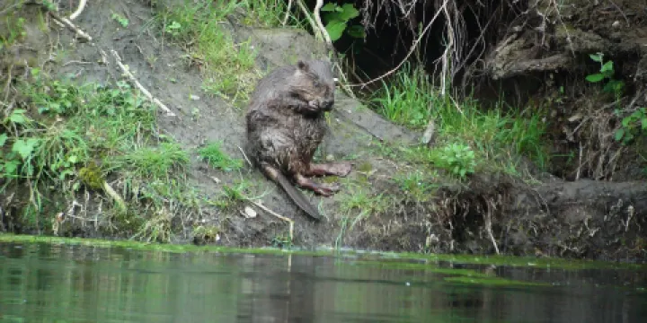 Observation des castors des Gorges du Gardon