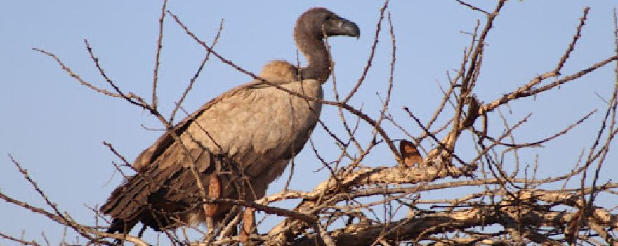 Klipfontein Bird Sanctuary