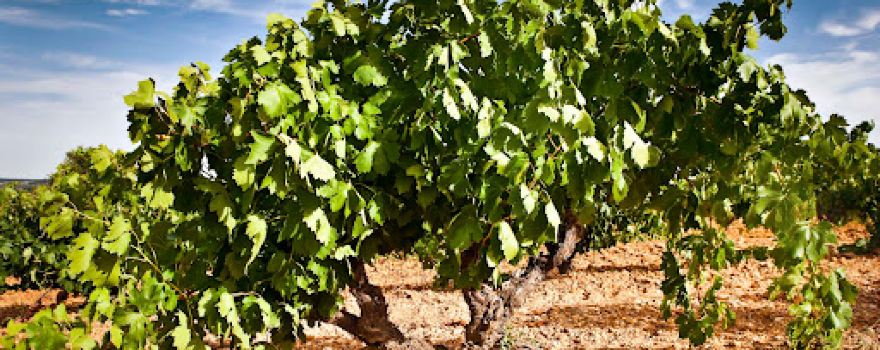 Bodegas Arrocal