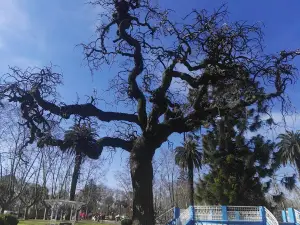 Plaza De La Rotonda