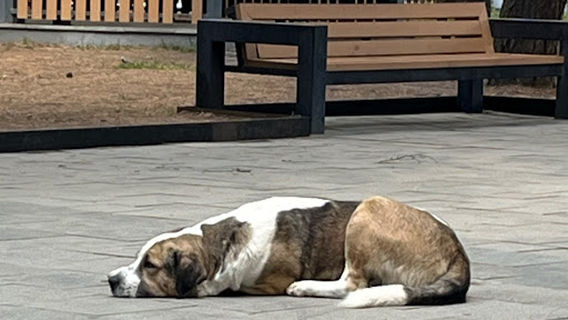 Bobby the Friendly Dog