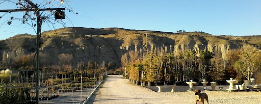 Vivero Oro Verde
