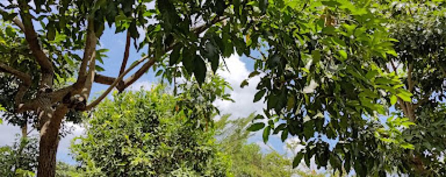 Taman Parakan Temanggung