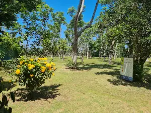 Golf Club ylang