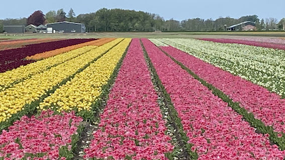 Lisse
