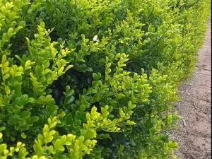 Australian Plants Online