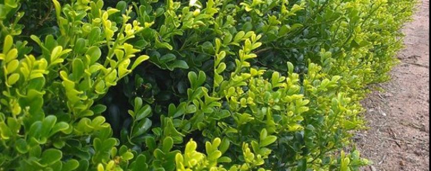 Australian Plants Online