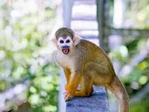 Fundação Zoobotânica de Marabá Pará