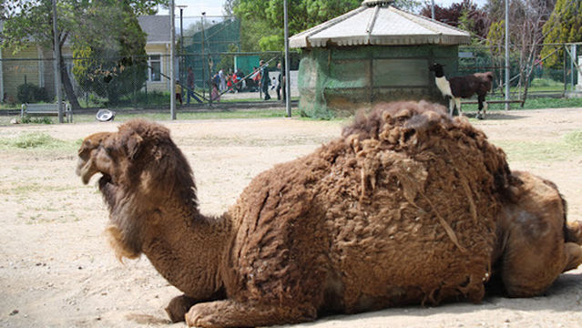 Sincan Hayvanat Bahçesi