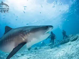 Fuvahmulah Dive School