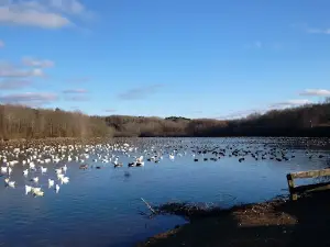 Malone Rec Park