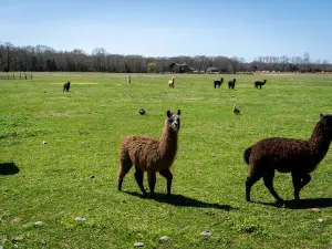 Cockrill’s Country Critters
