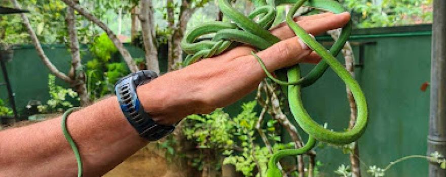 Snake Farm Weligama (Traditional Farm)