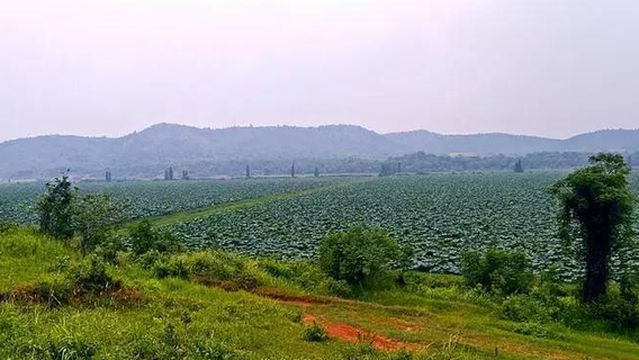 Lotus Dock Ecological Park
