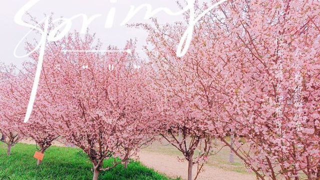 Xiping Leizu Begonia Garden