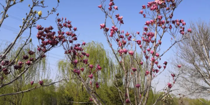 一分乾渠北引濱河公園