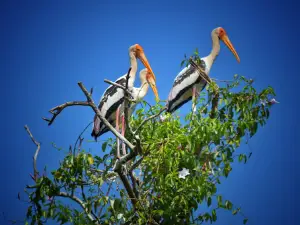 Bhigwan Flamingo Bird Sanctuary