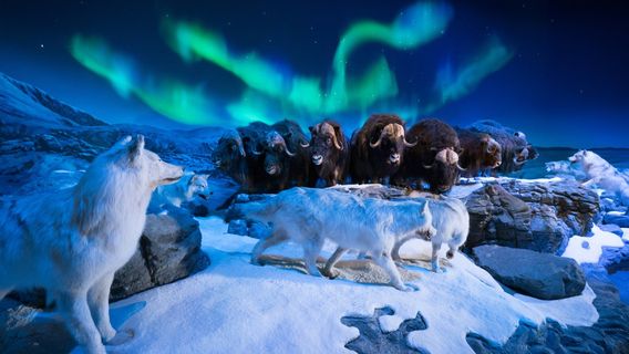 Wonders Of Wildlife National Museum & Aquarium