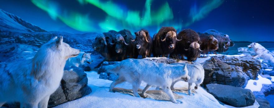 Wonders Of Wildlife National Museum & Aquarium