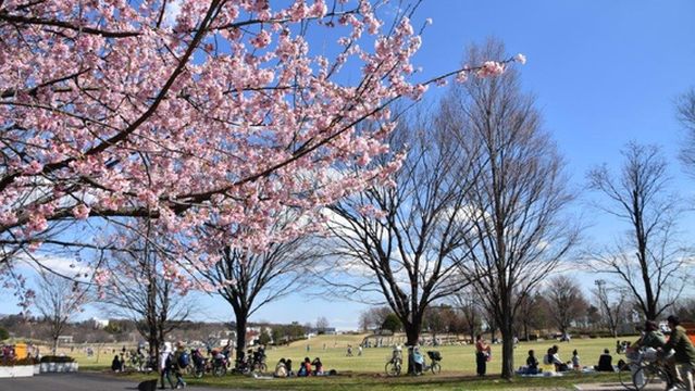 Musashino-no-mori Park
