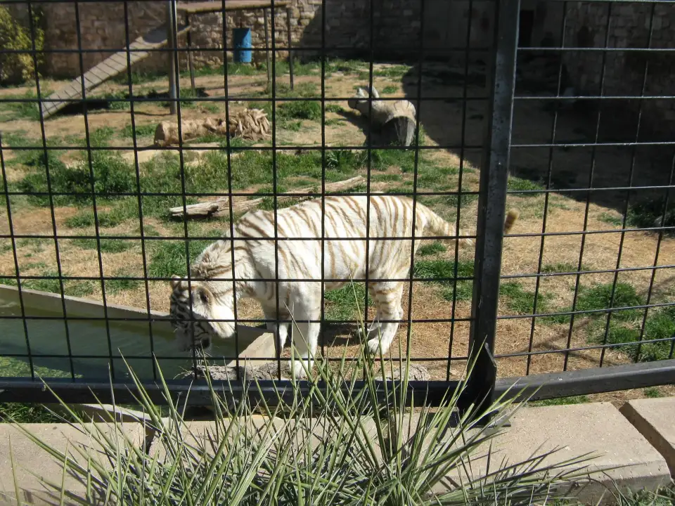 4_Abilene Zoo