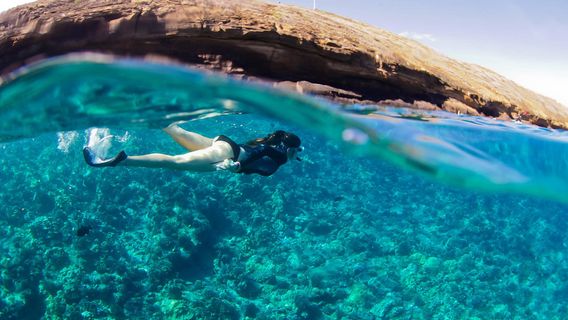 PacWhale Eco-Adventures