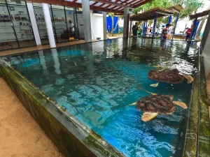 Sea Turtle Hatchery - Habaraduwa