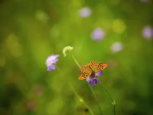 Brigit's Garden & Café