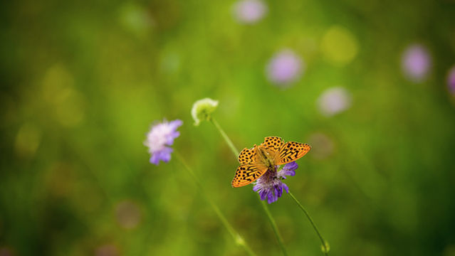 Brigit's Garden & Café