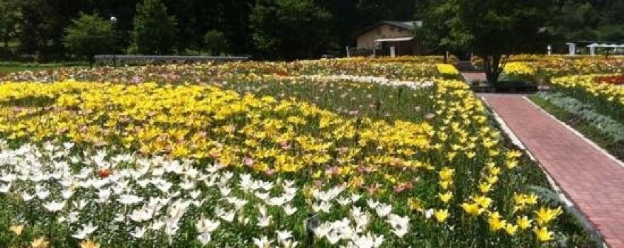 Iide Dondendaira Lily Garden