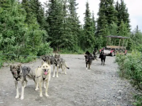 Denali Wilderness Safaris