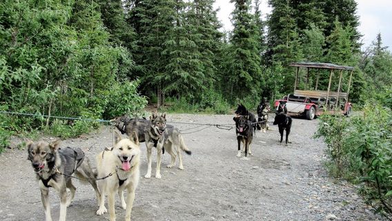 Denali Wilderness Safaris