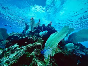 Brac Scuba Shack