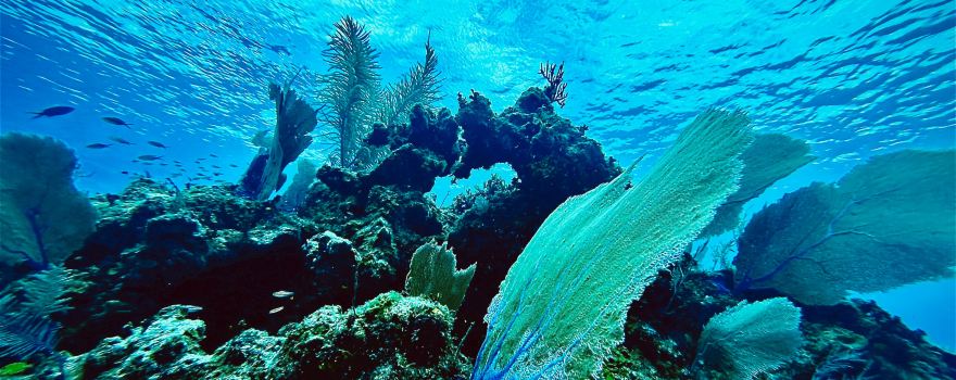 Brac Scuba Shack